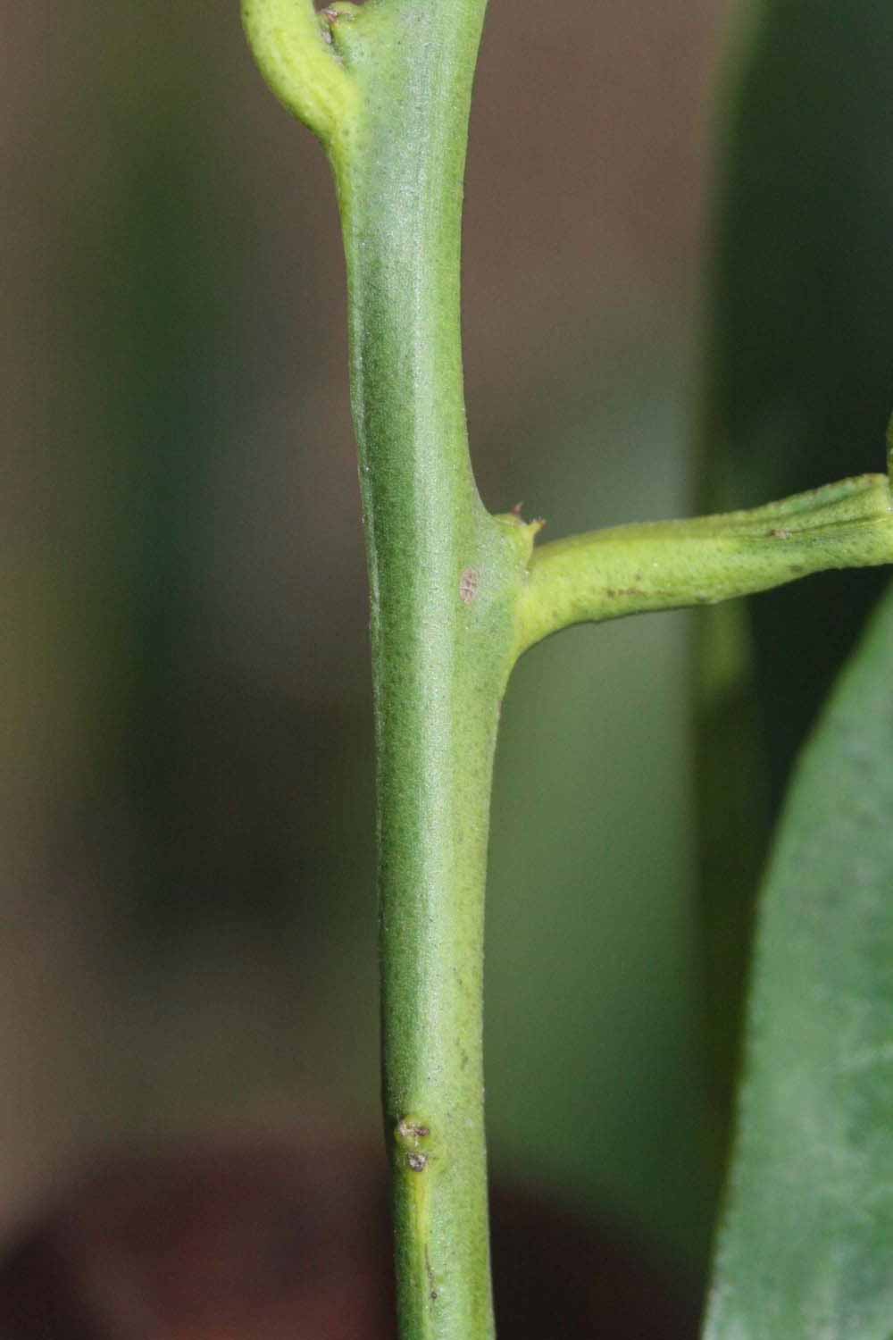              First year twig (Riverside, CA)       